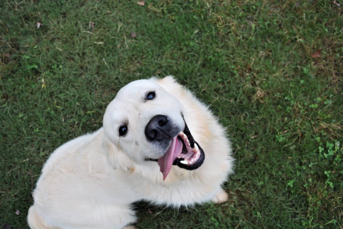 Golden Retriever Puppies breeder image 6