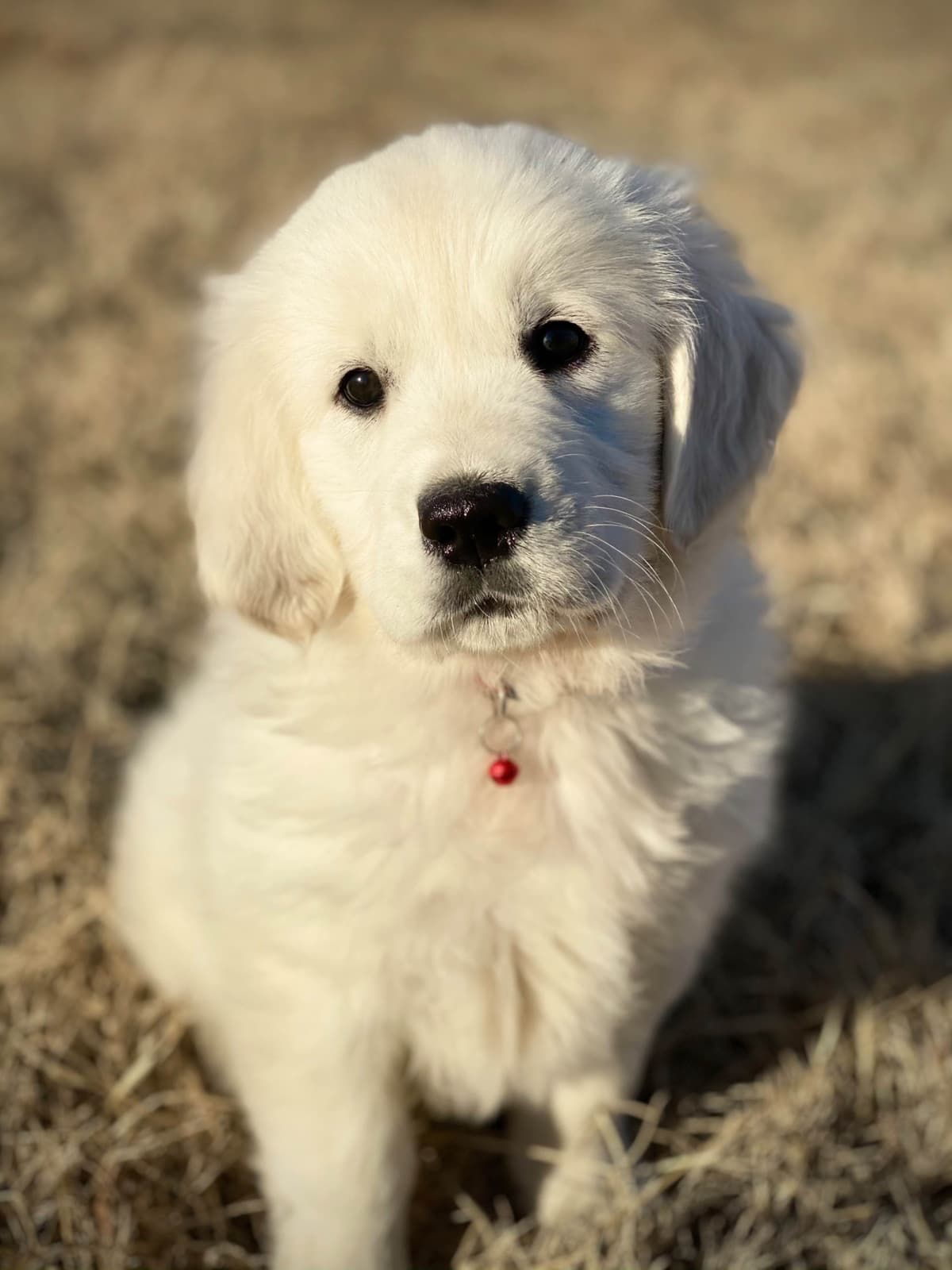 Golden Retriever Puppies breeder image 7