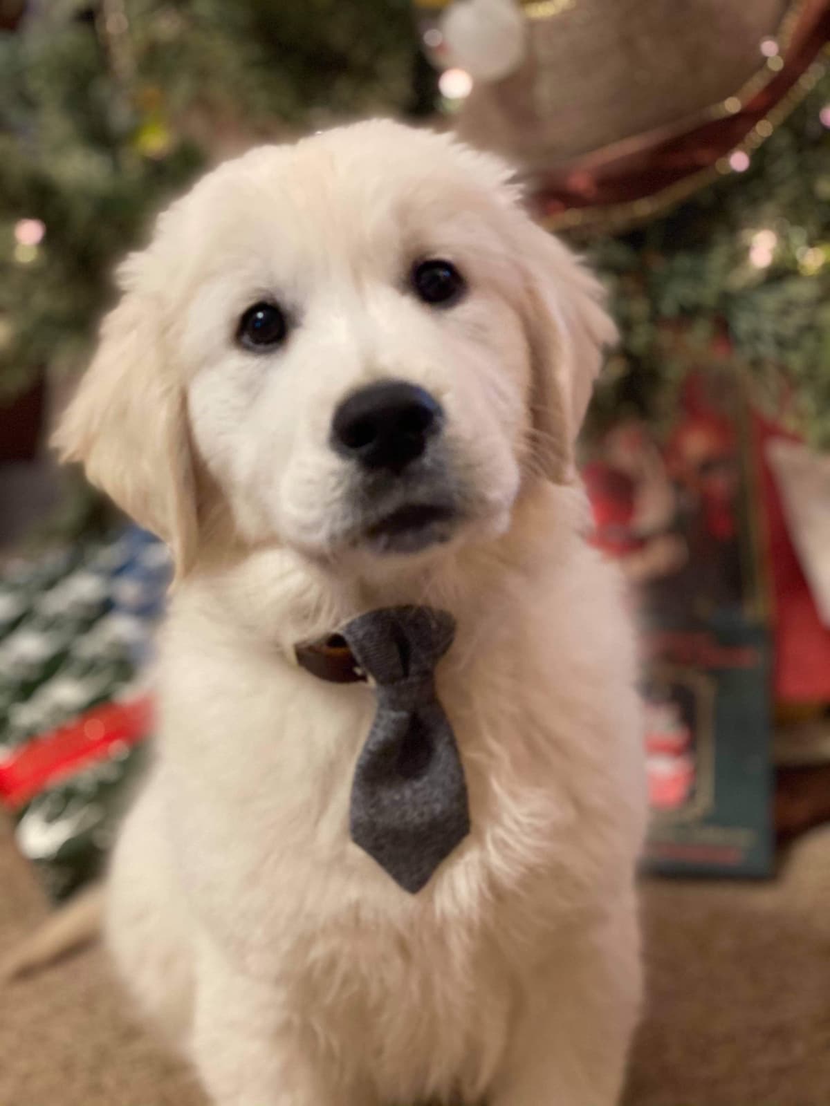 Golden Retriever Puppies breeder image 8