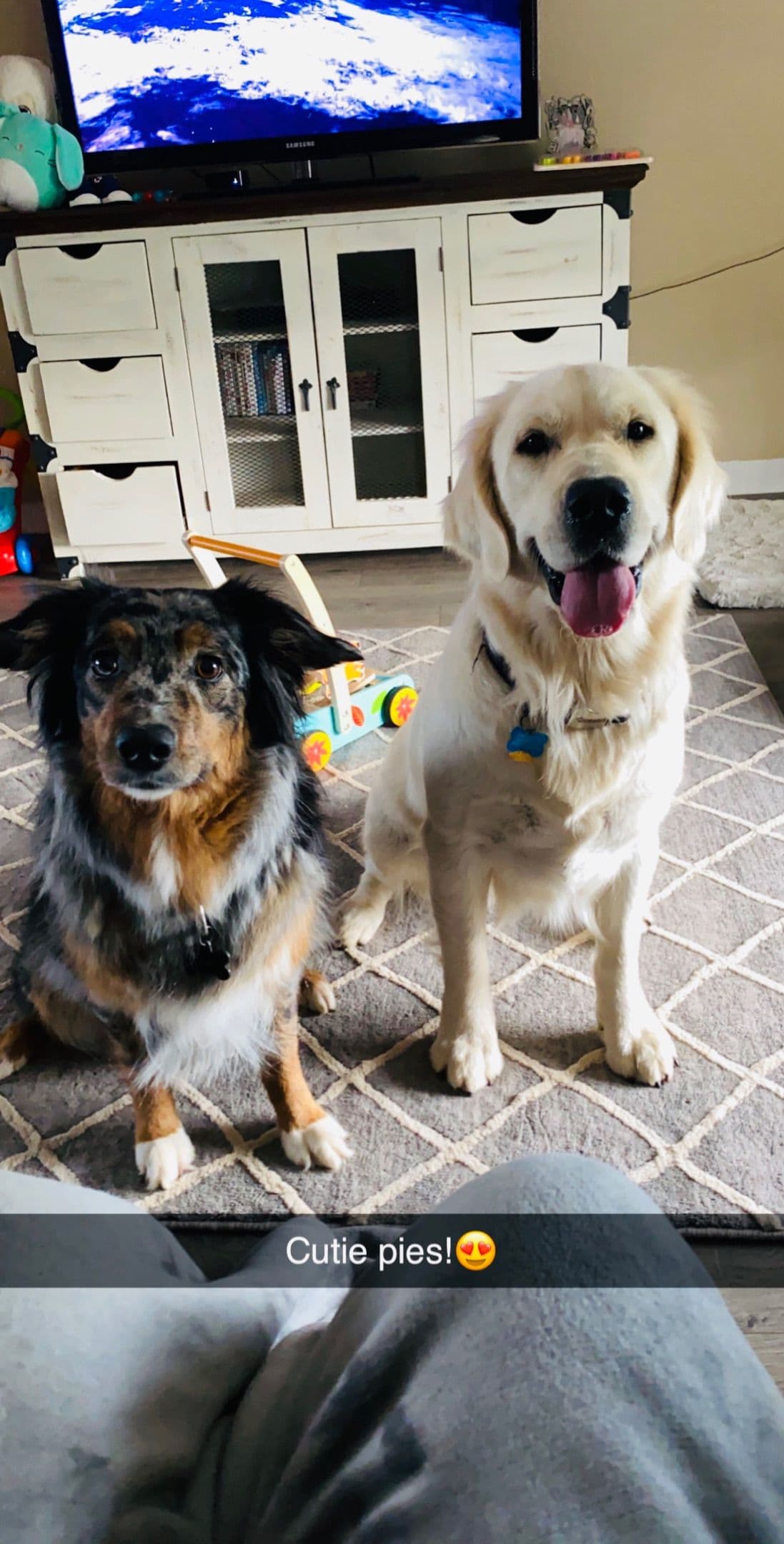 Golden Retriever Puppies breeder image 9