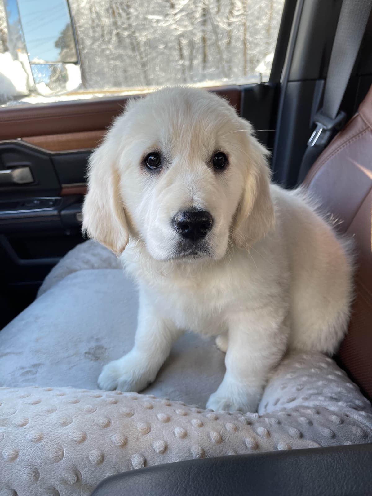 Golden Retriever Puppies breeder image 11