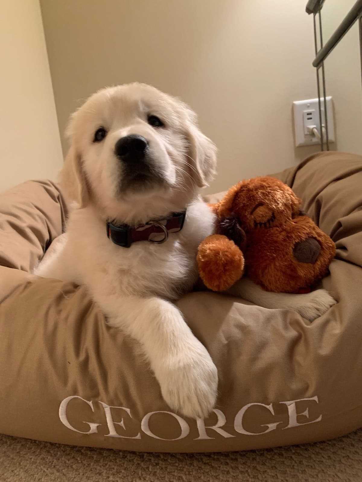 Golden Retriever Puppies breeder image 12