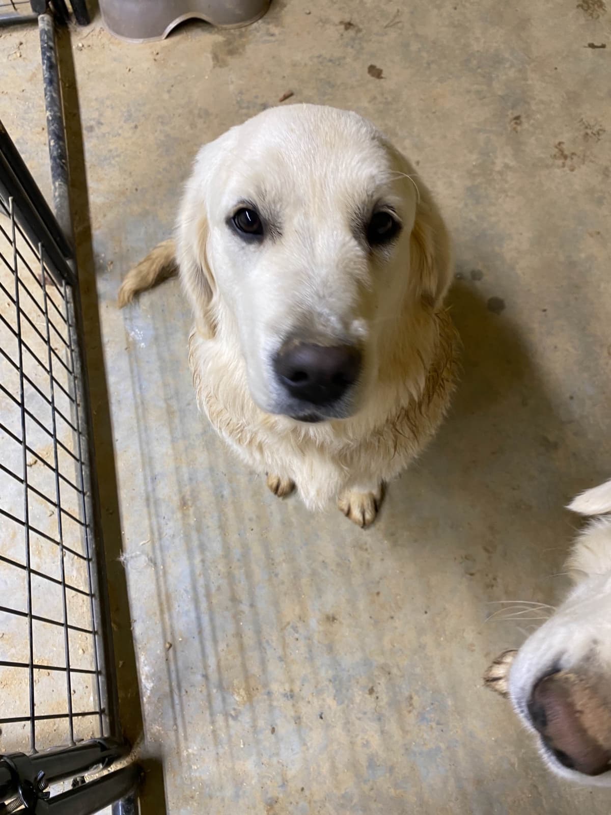 Golden Retriever Puppies breeder image 13