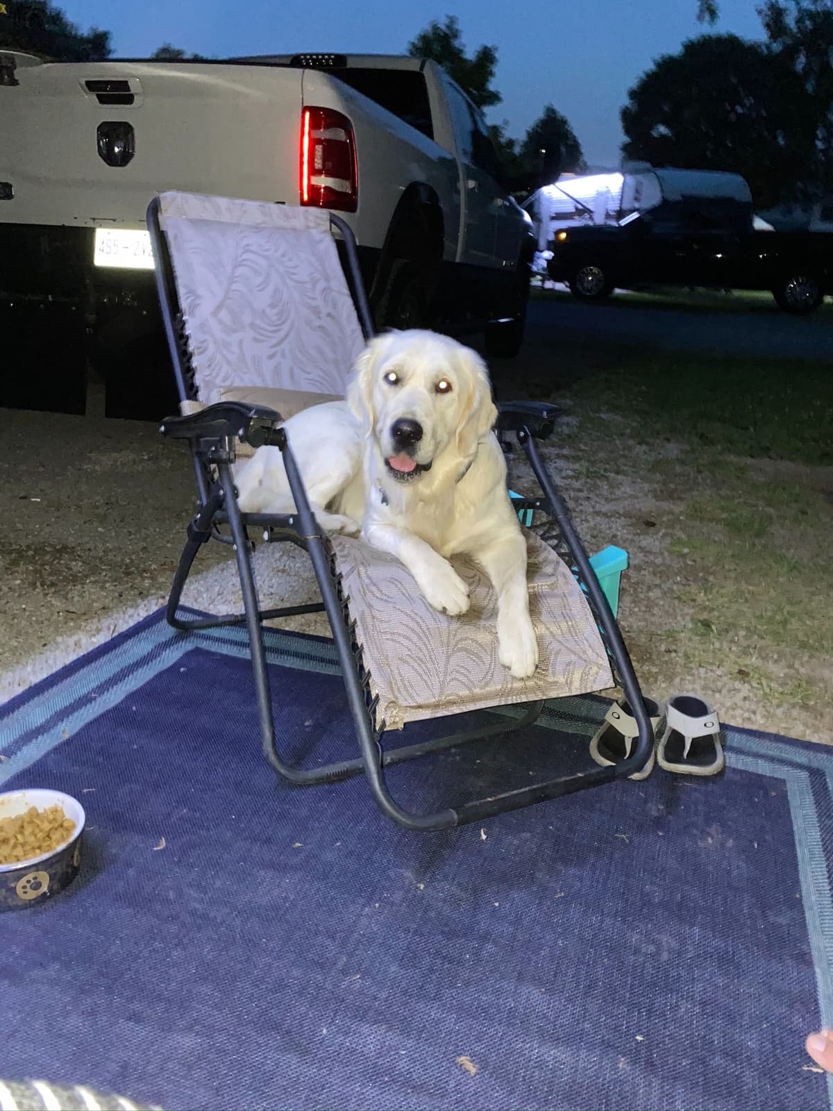 Golden Retriever Puppies breeder image 15