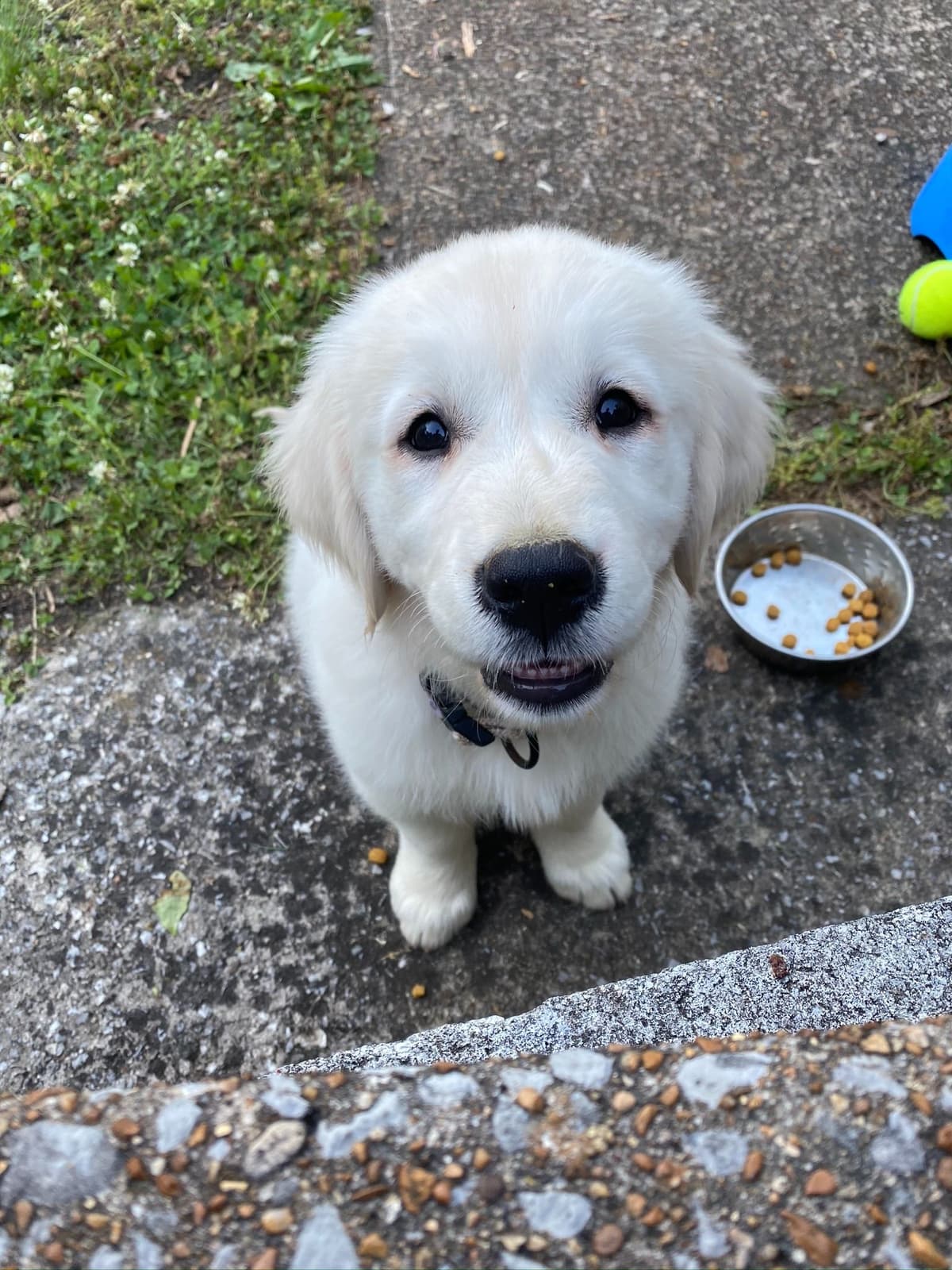 Golden Retriever Puppies breeder image 16