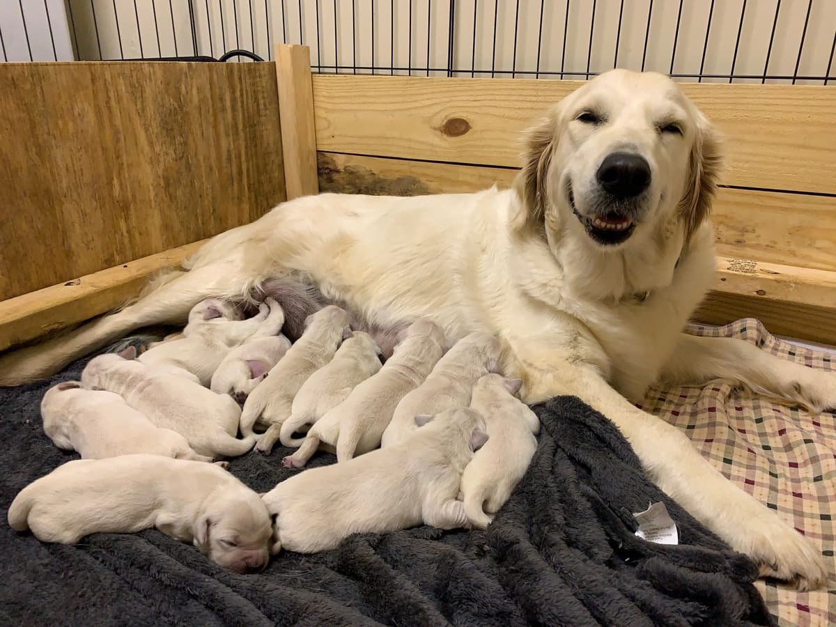 Golden Retriever Puppies breeder image 17