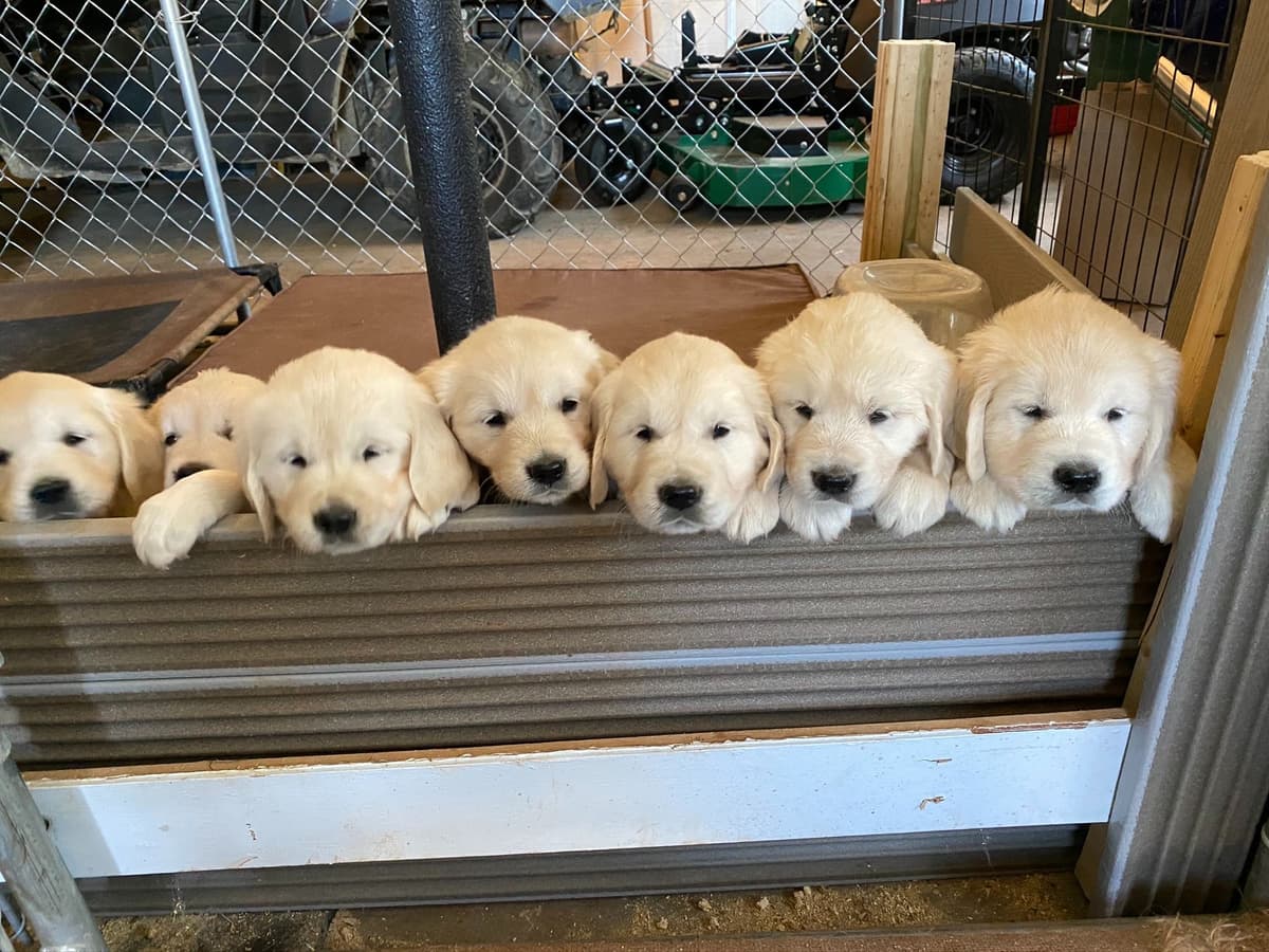 Golden Retriever Puppies breeder image 21