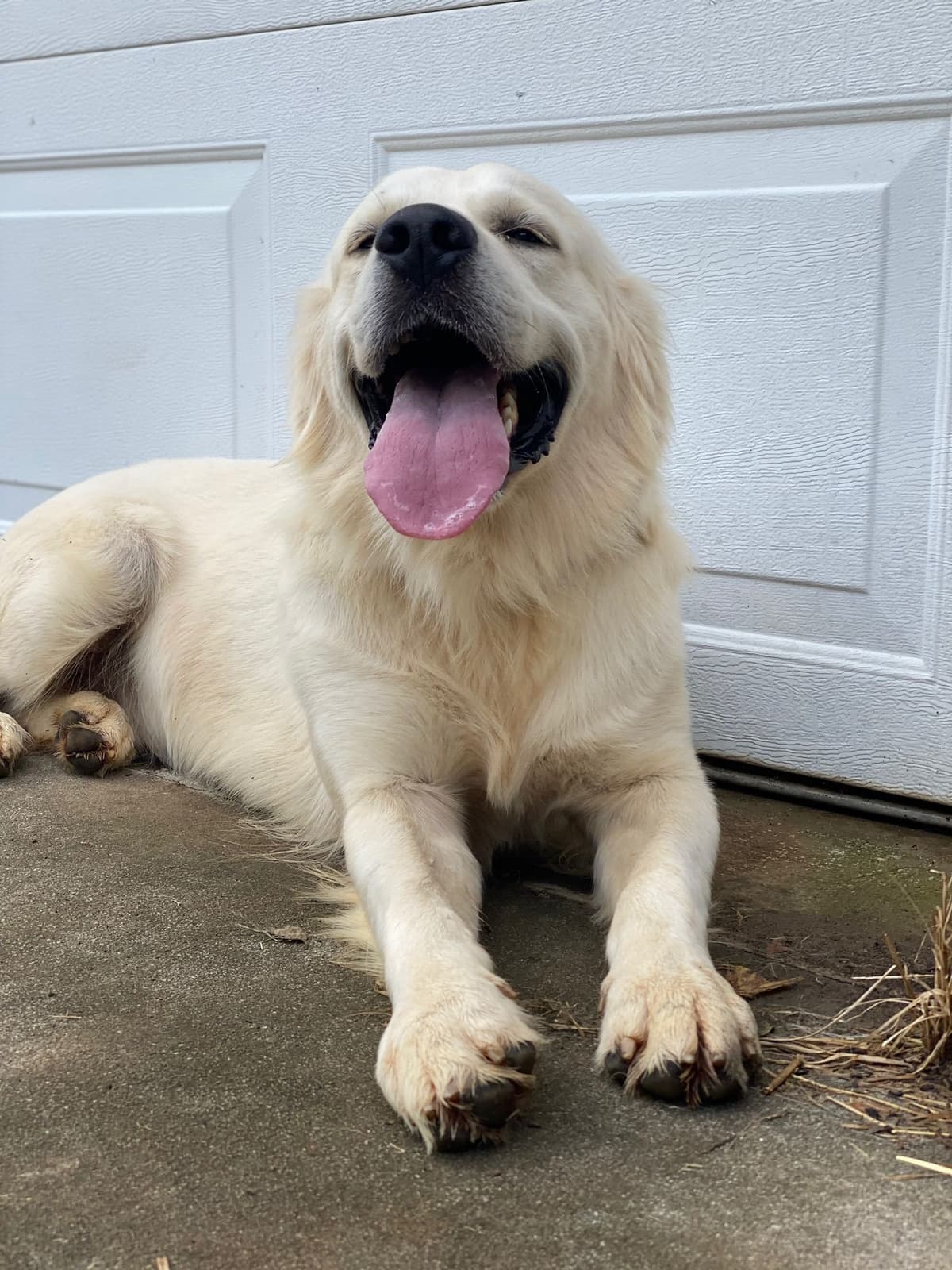 Golden Retriever Puppies breeder image 18