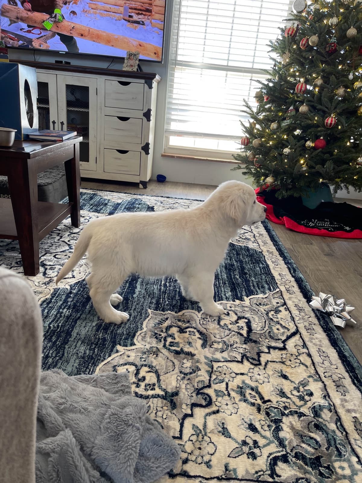 Golden Retriever Puppies breeder image 19