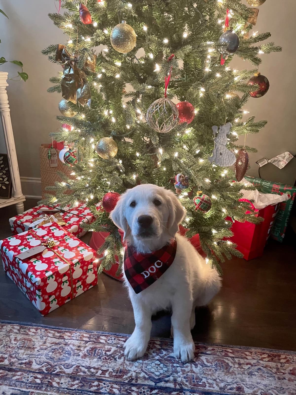 Golden Retriever Puppies breeder image 20
