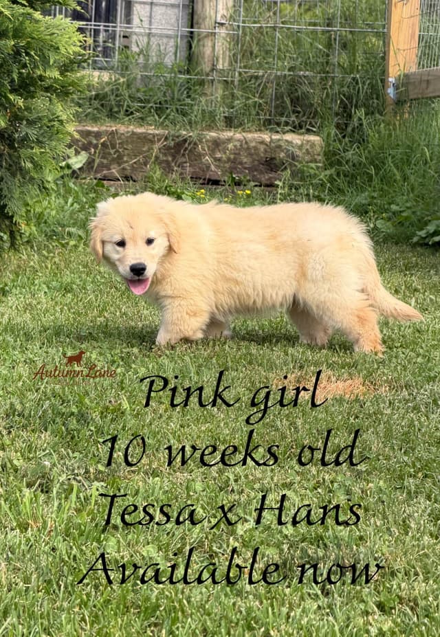 Golden Retriever Puppies media 3