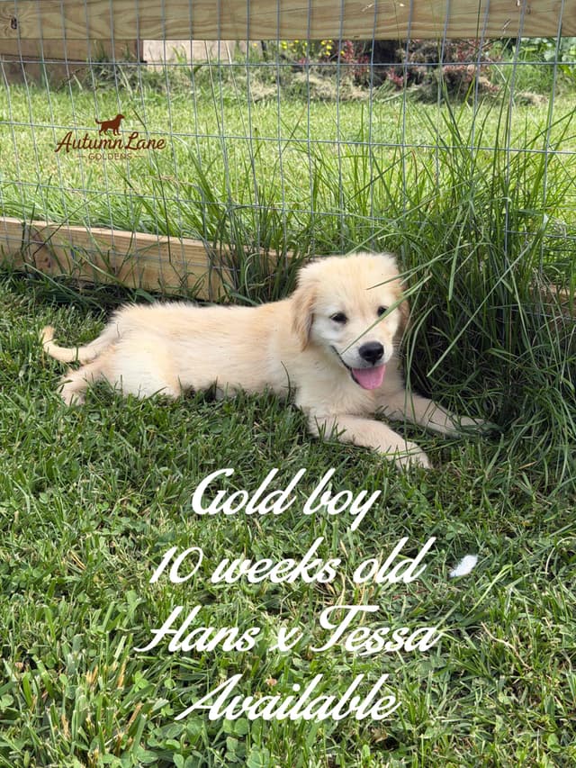 Golden Retriever Puppies media 2