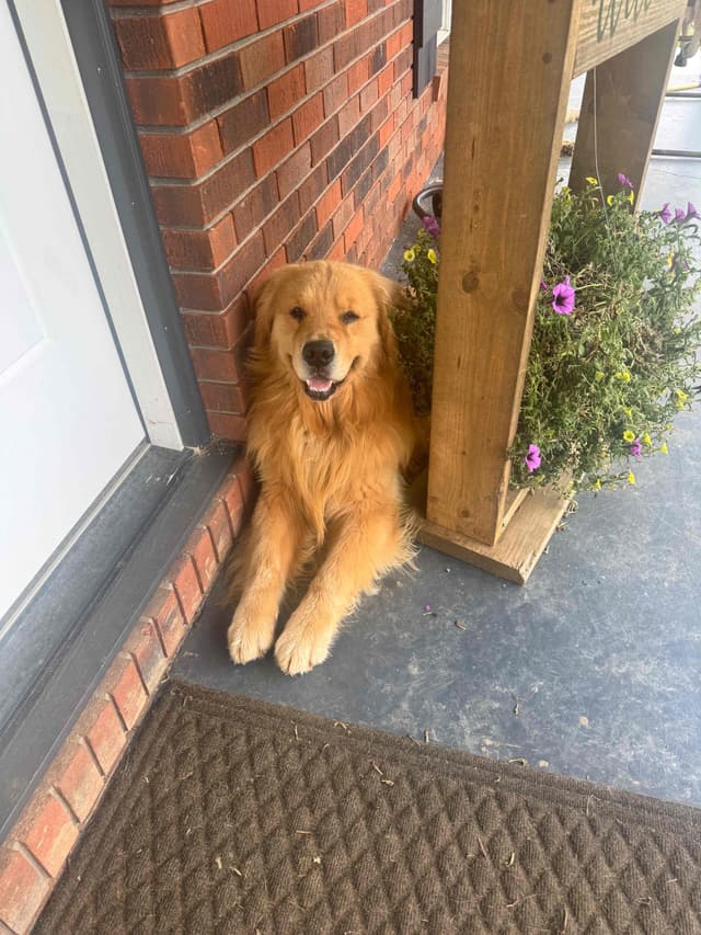 Golden Retriever Puppies media 5