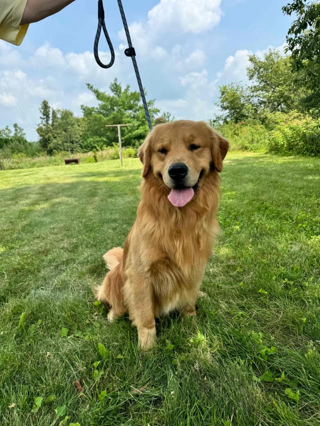 Golden Retriever Puppies media 7