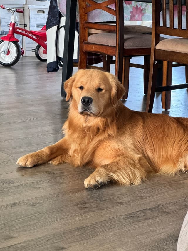 Golden Retriever Puppies media 6