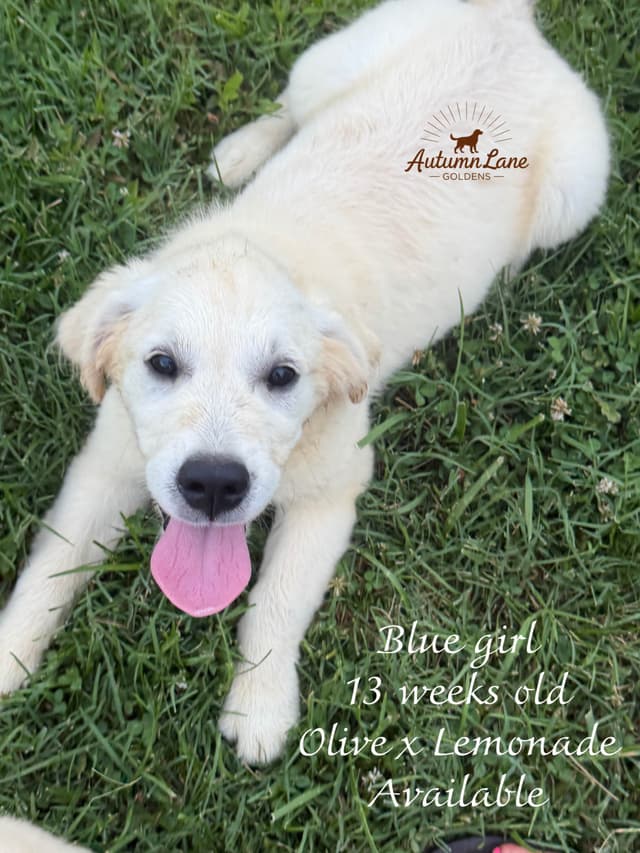 Golden Retriever Puppies media 3