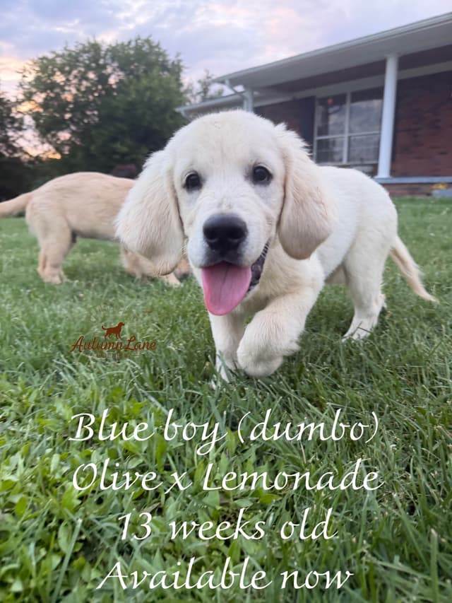 Golden Retriever Puppies media 2