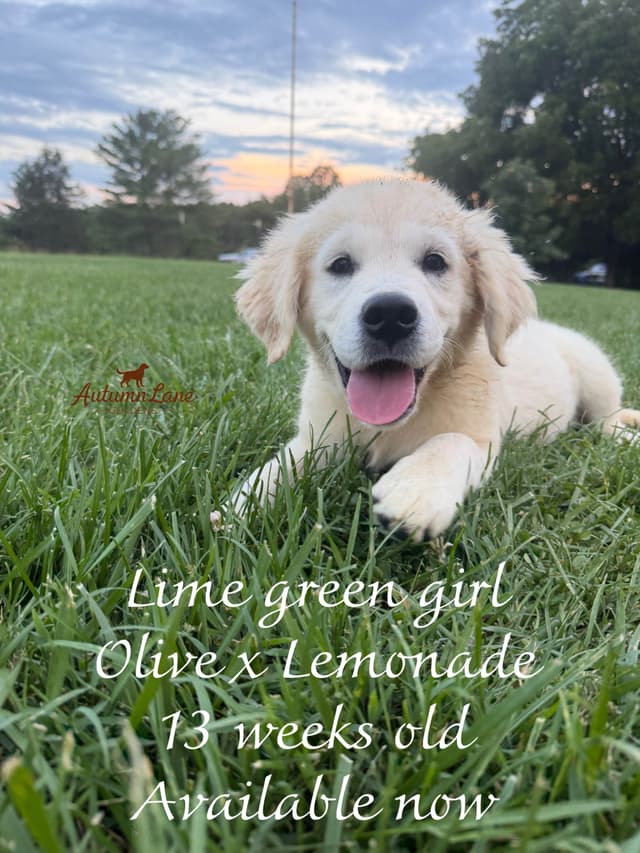 Golden Retriever Puppies media 4