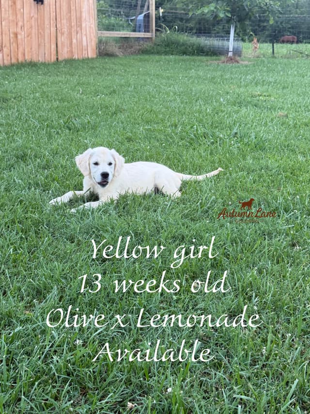Golden Retriever Puppies media 6