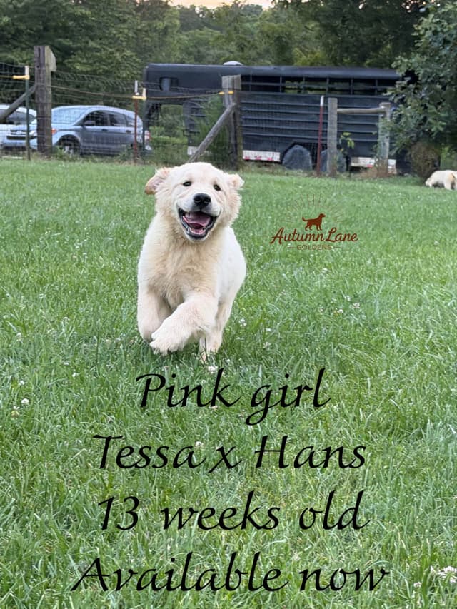 Golden Retriever Puppies media 4
