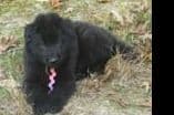 Belgian Sheepdog Puppies breeder image 1