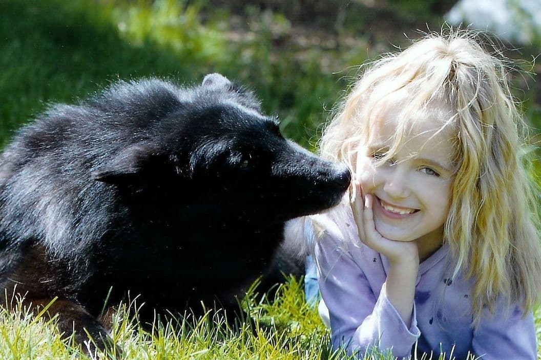 Belgian Sheepdog Puppies breeder image 3