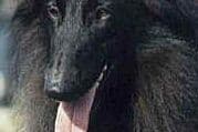Belgian Sheepdog Puppies breeder image 2