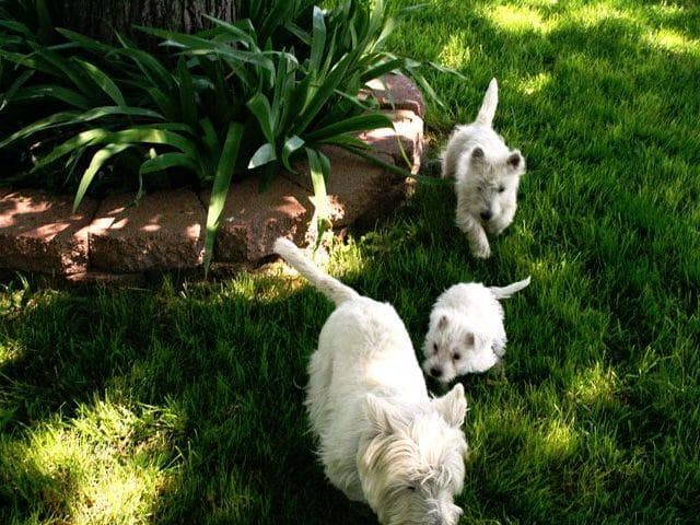 West Highland White Terrier Puppies breeder image 3