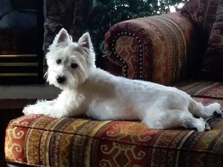West Highland White Terrier Puppies breeder image 4