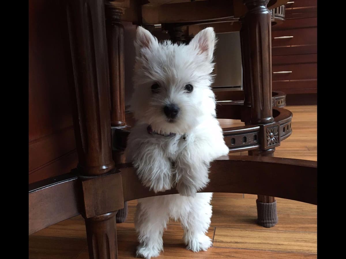 West Highland White Terrier Puppies breeder image 5