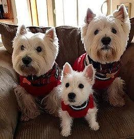 West Highland White Terrier Puppies breeder image 6