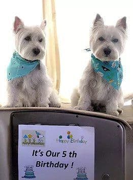 West Highland White Terrier Puppies breeder image 7