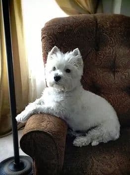 West Highland White Terrier Puppies breeder image 1