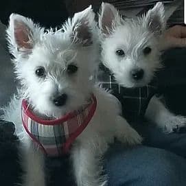 West Highland White Terrier Puppies breeder image 8