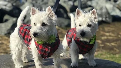 West Highland White Terrier Puppies breeder image 9
