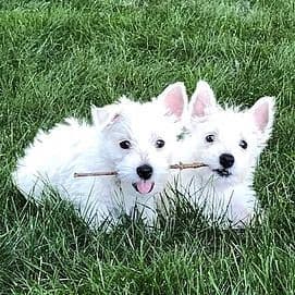 West Highland White Terrier Puppies breeder image 10