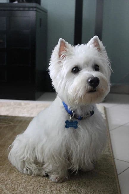 West Highland White Terrier Puppies breeder image 11