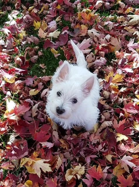 West Highland White Terrier Puppies breeder image 12