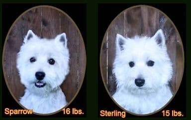 West Highland White Terrier Puppies media 2