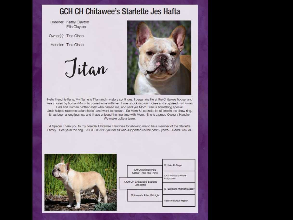 No Puppies available at this time. breeder image 1