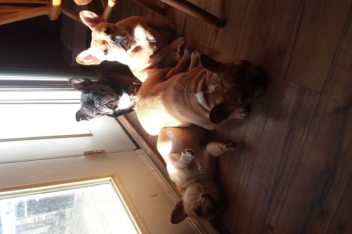 No Puppies available at this time. breeder image 3