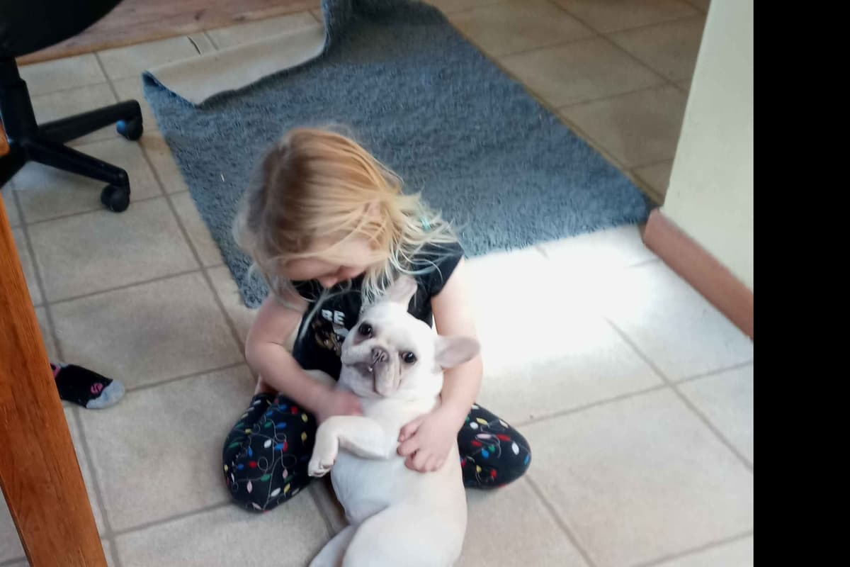 No Puppies available at this time. breeder image 11