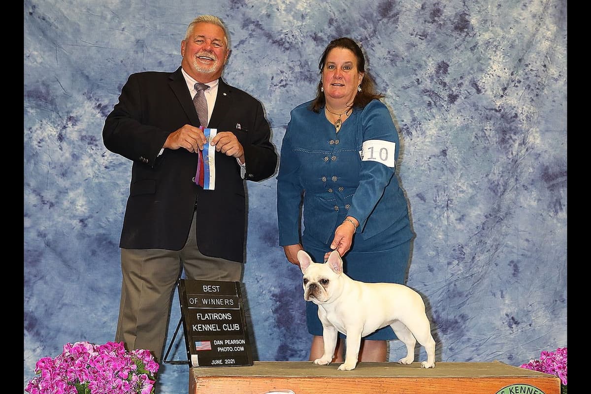 No Puppies available at this time. breeder image 12