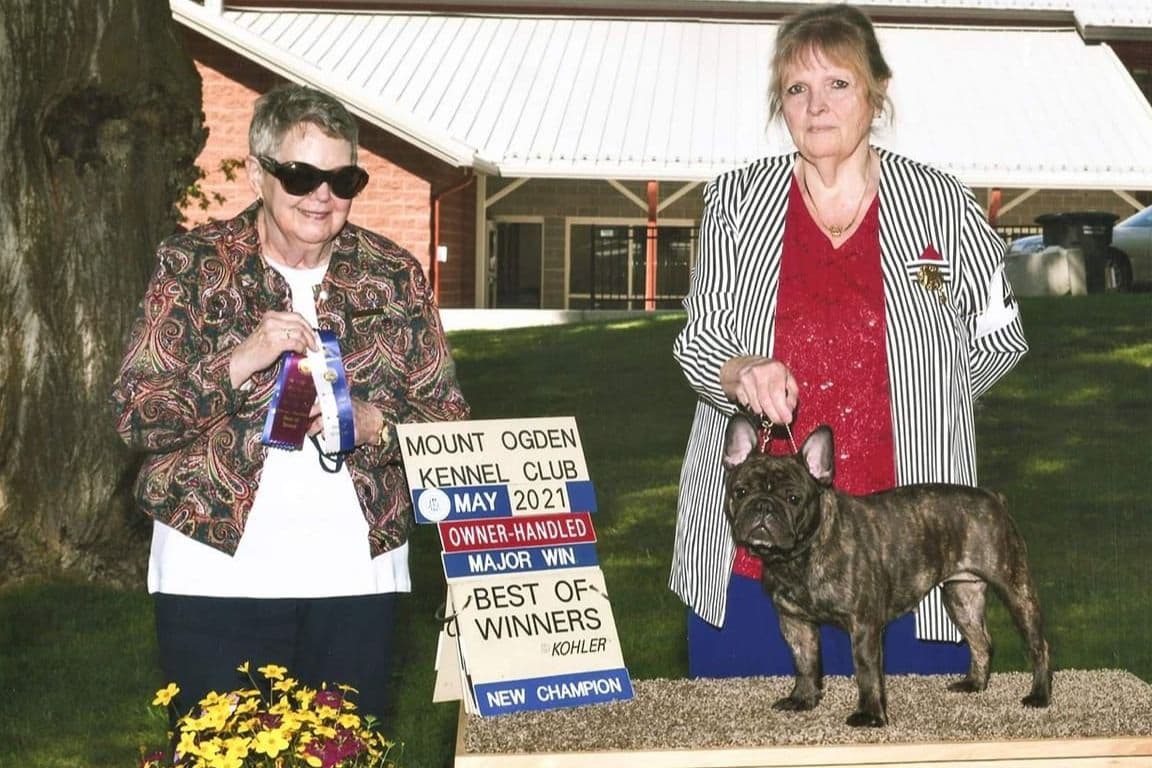 No Puppies available at this time. breeder image 14
