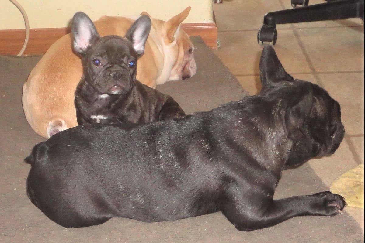 No Puppies available at this time. breeder image 15