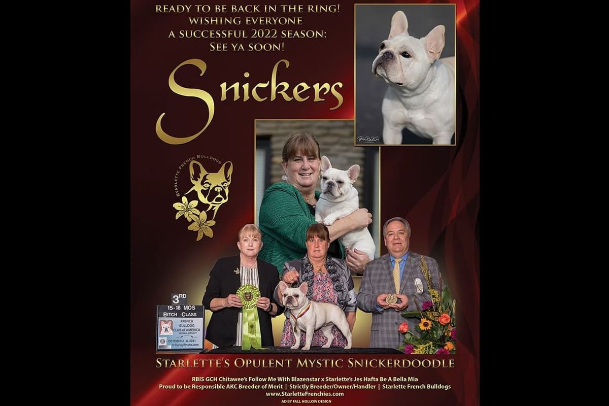 No Puppies available at this time. breeder image 19