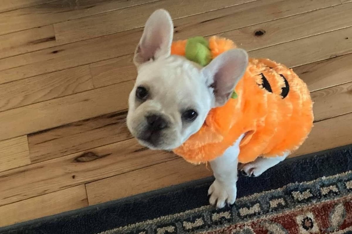 No Puppies available at this time. breeder image 20