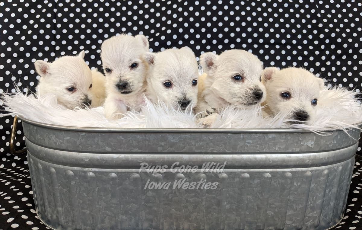 Dachshund Puppies breeder image 11