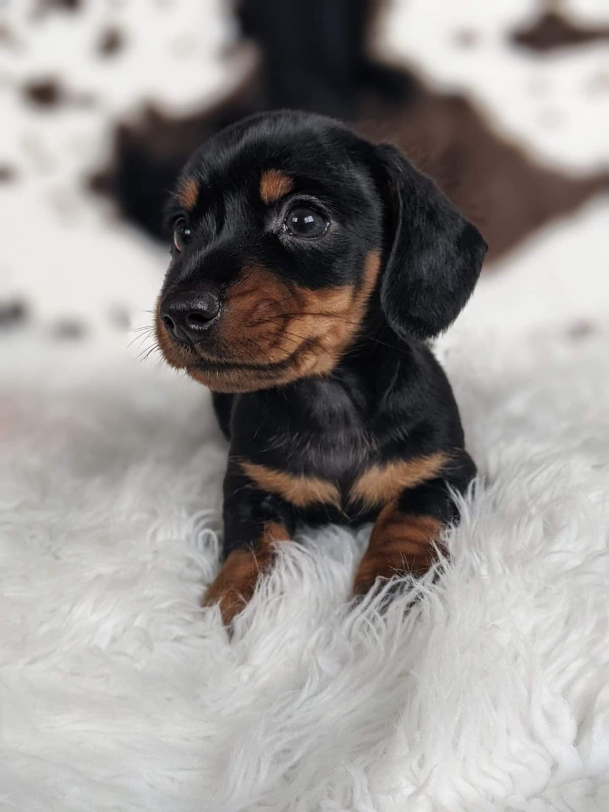 Dachshund Puppies breeder image 2