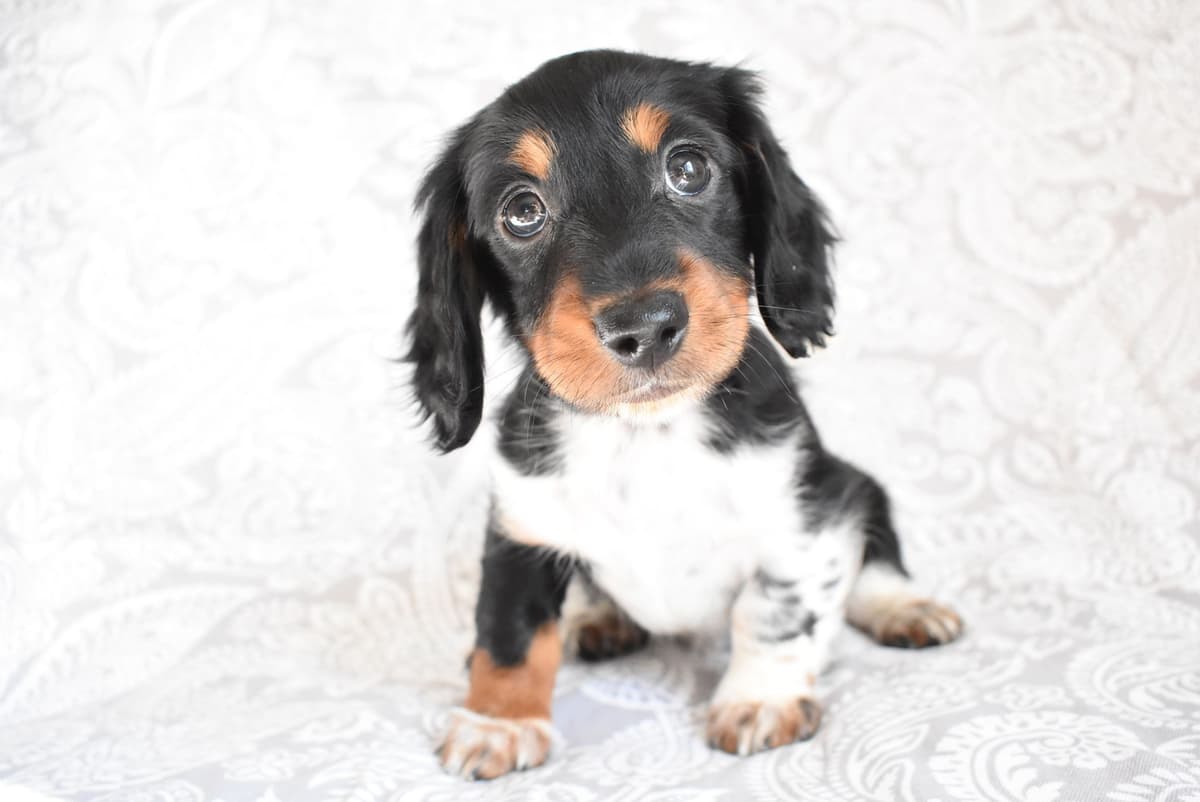 Dachshund Puppies breeder image 4